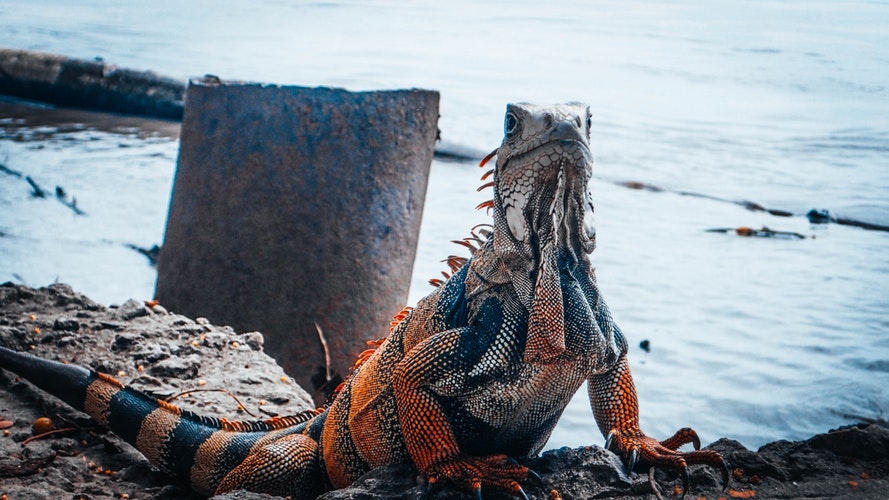 Imagen de Iguana en la Orilla de la Costa